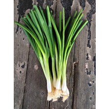 Yerli Yeşil Arpacık Soğan 50 Adet Tohum