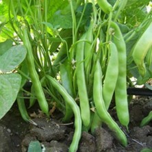 Yerli Magnum Tipi Fasulye Kılçıksız Sırık Verimli 15 Adet Tohum