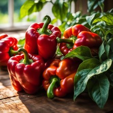 Yerli Domates Biberi Tohumu 20 Adet