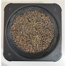 Emil Tarım Ürünleri Fiğ Tohumu Yem 1 kg  (Güvercin Vb. Yemi )