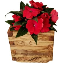 Hype Store Ahşap Saksı Zeytin Ağacı 20X20X20CM.