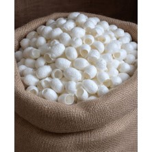 Holtech Ipek Böceği Kozası 25 Adet Yüz Peelingi Ipekkozası Ipek Kozası Kesik Koza Güncel Mahsul