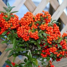 Afyon Doğa Peyzaj Coccinea Nana Kırmızı Bodur Ateş Dikeni Fidanı Saksılı