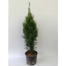 Afyon Doğa Peyzaj 2yaştüplü Smargat Yeşil  Mazı Cit Bitkisi