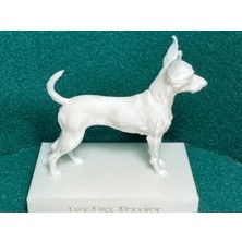 Noctabir Köpek Irkları Miniler: Oyuncak Tilki Teriyer (80+ Arasında #77)