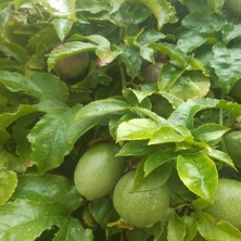 Anamur'dan Kısır + Batırık Içi 1 kg