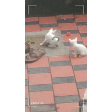 Noctabir Çıngıraklı Kedi Oyuncak