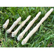 Noctabir Ölçme Solucanları