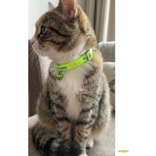 Svgpt Pacifica Çıngıraklı Emniyet Kilitli Kedi Boyun Tasması - Fosforlu