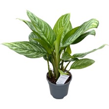 Betonish Aglaonema 'stripes' (Çin Herdemyeşili)