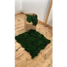 Doğal Şoklanmış (Mumyalanmış) Yosun