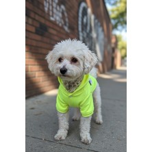 Zen Dog "punk’s Not Dead" Neon Sarı Kapüşonlu Köpek Yağmurluğu – Su Geçirmez, Cepli ve Çıtçıtlı Tasarım