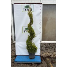 Afyon Doğa Peyzaj 180 cm Spiral Limoni Servi (Cupressus Macrocarpa Goldcrest)