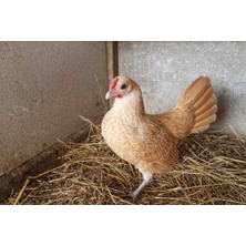 KARACAN SÜS TAVUKLARI VE YUMURTA 12 Adet Buff Sebright(Zibrit) Kuluçkalık Yumurta