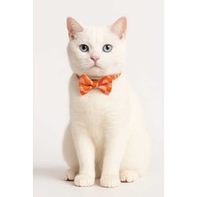 Özbience Renkli 3'ü 1 Arada Kedi Tasmaları, Papyon ve Kurdele Detaylı