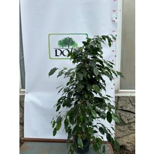 Afyon Doğa Peyzaj Benjamin Salon Bitkisi (Ficus Benjamina)