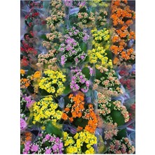 The Best Online Thebestonline Kalanşo Çiçeği 4 Adet