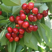 Fidan Sepetim 6 Yaş Aşılı Ziraat 900 Kiraz Fidanı 'rootball'