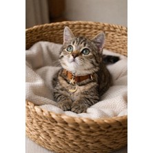 Özbience Renkli ve Şık Kedi Boyun Tasması, Güvenle Kullanım Için Tasarlandı