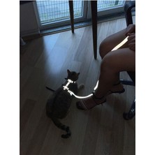 Özbience Parlak Reflektörlü Kedi Vücut Koşum Takımı, Güvenli ve Şık Tasarım