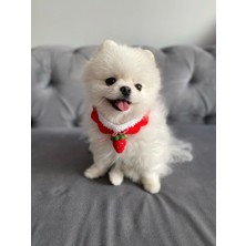 Özbience El Örme Çilekli Kedi ve Köpek Boyunluğu, Şık ve Rahat Tasarım