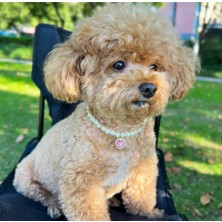 Özbience Incili Taşlı Kalpli Şık Kedi ve Köpek Yaka Kolyesi Hayvan Aksesuarı