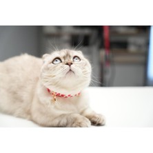 Özbience Sevimli Kedi Boyun Tasması, Renkli ve Şık Tasarım