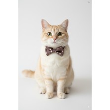 Özbience Renkli 3'ü 1 Arada Kedi Tasması, Papyon ve Kurdeleli, Kalpli Desen