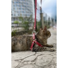 Özbience Şık Siyah Deri Kedi Tasması ve Gezdirme Tasma Seti