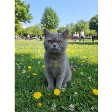 Özbience Isme Özel Kedi ve Köpek Paslanmaz Çelik Kolye, Şık ve Kaliteli Tasarım