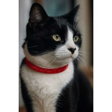 Özbience Şık Taşlı Pırlantalı Kedi Tasması ve Kolyesi Seti