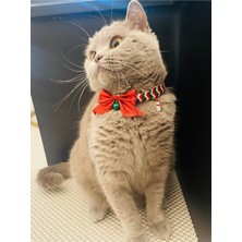 Özbience Yılbaşı Temalı Kadife Kedi Boyun Tasma Charm Kurdela Çıngırak