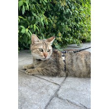Özbience Konforlu Deri Kedi Gezdirme Tasması ve Harness, Şık ve Dayanıklı Tasarım