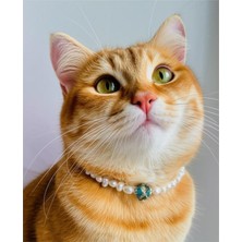 Özbience Mavi Cam Boncuk Detaylı Inci Kedi ve Küçük Irk Köpek Tasması
