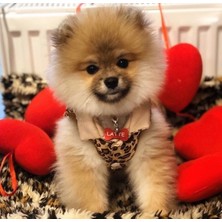 Özbience Kişiye Özel Evcil Hayvan Isimlik, Alüminyum Kedi Köpek Künyesi