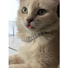 Özbience Renkli ve Şık Incili Kedi Tasması, Rahat Kullanım Için Ideal Seçenek