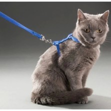 Özbience Renkli Kedi Boyun ve Göğüs Tasması, Güvenli ve Rahat Tasarım