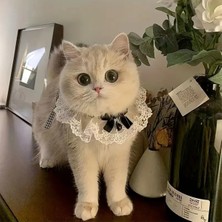 Özbience Sevimli Evcil Hayvan Kravatı ve Yaka Aksesuarı, Şık ve Rahat Tasarım