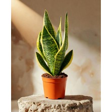 Gardenkoala Paşa Kılıcı – Sansevieria Trifasciata ‘superba' – 8,5 cm Saksı