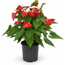 Gardenkoala Kırmızı Flamingo Çiçeği – Anthurium Andreanum 21 cm Saksı
