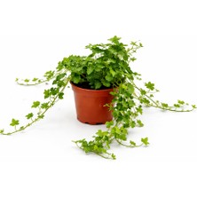 Gardenkoala Ingiliz Sarmaşığı – Hedera Helix – 12 cm Saksı