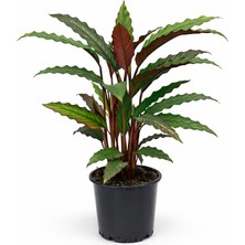 Gardenkoala Kalatya Rufibarba – Calathea Rufibarba – 17 cm Saksı
