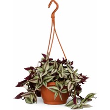 Gardenkoala Zebrina Telgraf Çiçeği – Tradescantia Zebrina – 15 cm Askılı Saksı