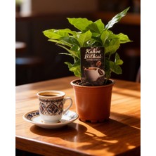 Gardenkoala Kahve Bitkisi – Coffea Arabica – 12 cm Saksı