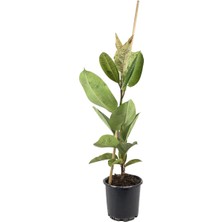 Gardenkoala Kauçuk Bitkisi Tek Gövde – Ficus Elastica Shivereana 17 cm Saksı