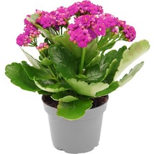 Gardenkoala Pembe Kalanşo Çiçeği – Kalanchoe blossfeldiana 10.5 cm Saksı