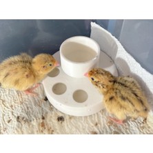 Genç 3D Dökülmez Civciv Suluğu | No-Spill Chick Waterer | Kümes Hayvanları Için Pratik Su Kabı