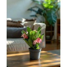 Gardenkoala Dikenler Tacı Bitkisi- Euphorbia Milii 10,5 cm Saksı
