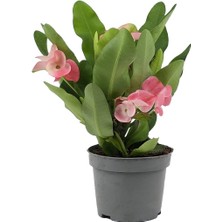 Gardenkoala Dikenli Taç – Euphorbia Milii 10.5 cm Saksı