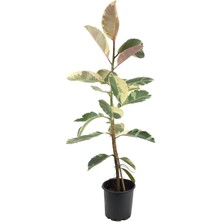 Gardenkoala Kauçuk Bitkisi Tek Gövde – Ficus Elastica Tineke 17 cm Saksı